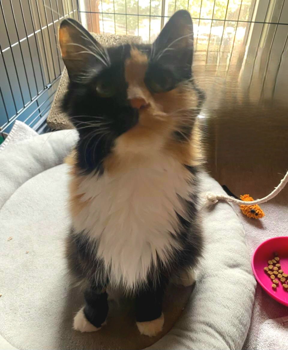 MARY ALICE - Domestic Long Hair available for adoption