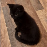 Squeakers - Photo 1