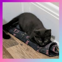 Ludahiss - Photo 1