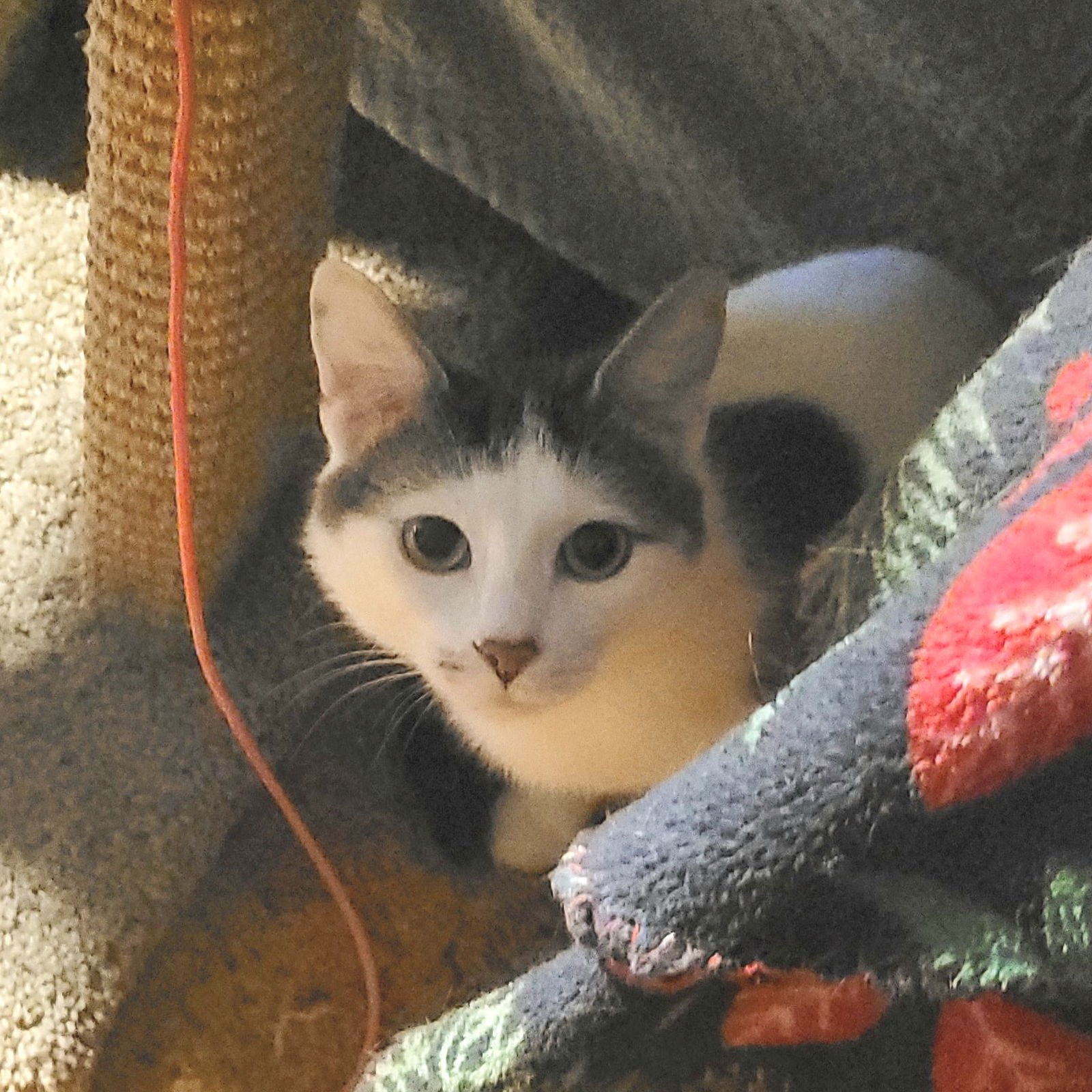 LILLY - MOMMA - Domestic Short Hair available for adoption