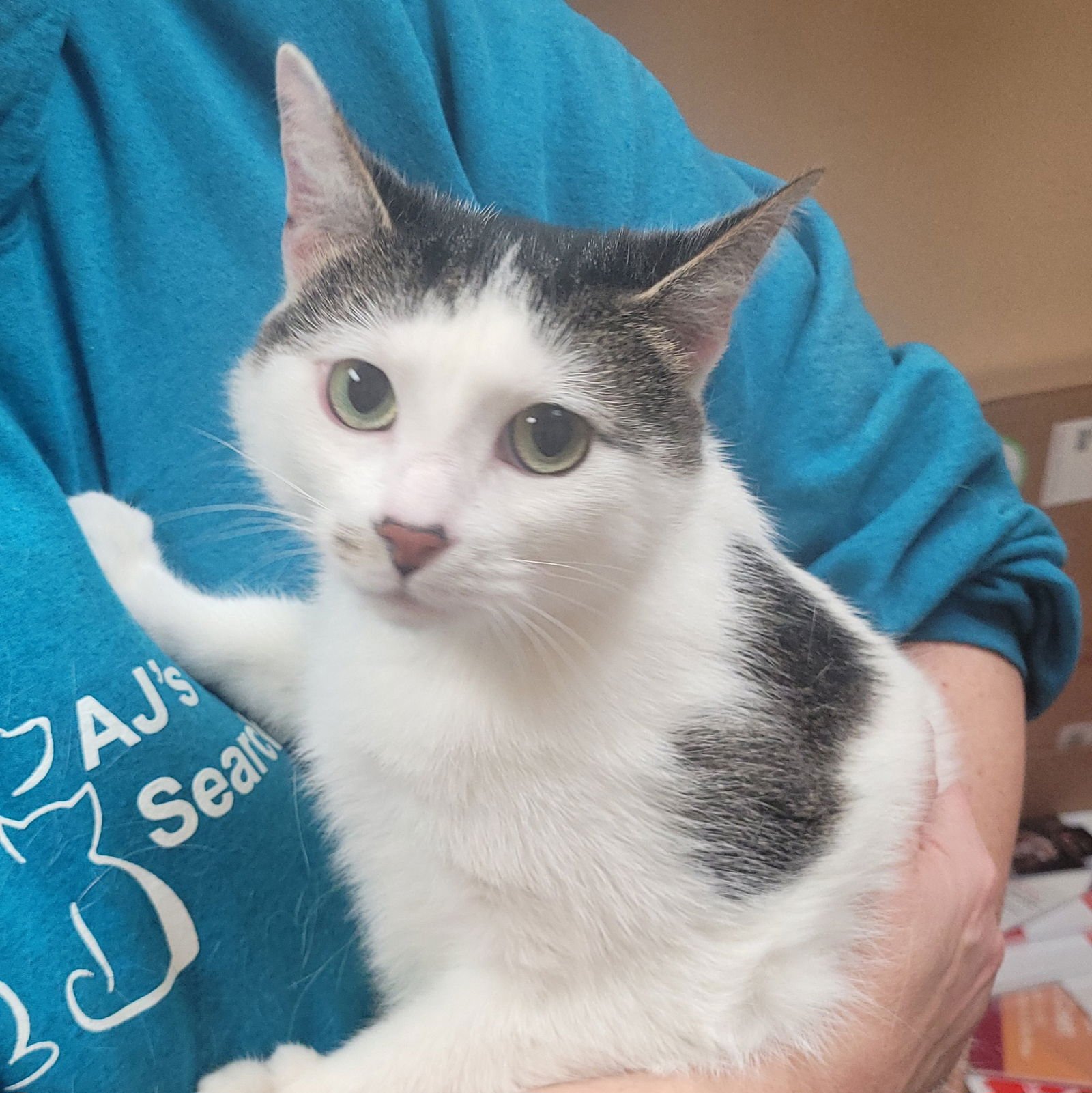 LILLY - MOMMA - Domestic Short Hair available for adoption