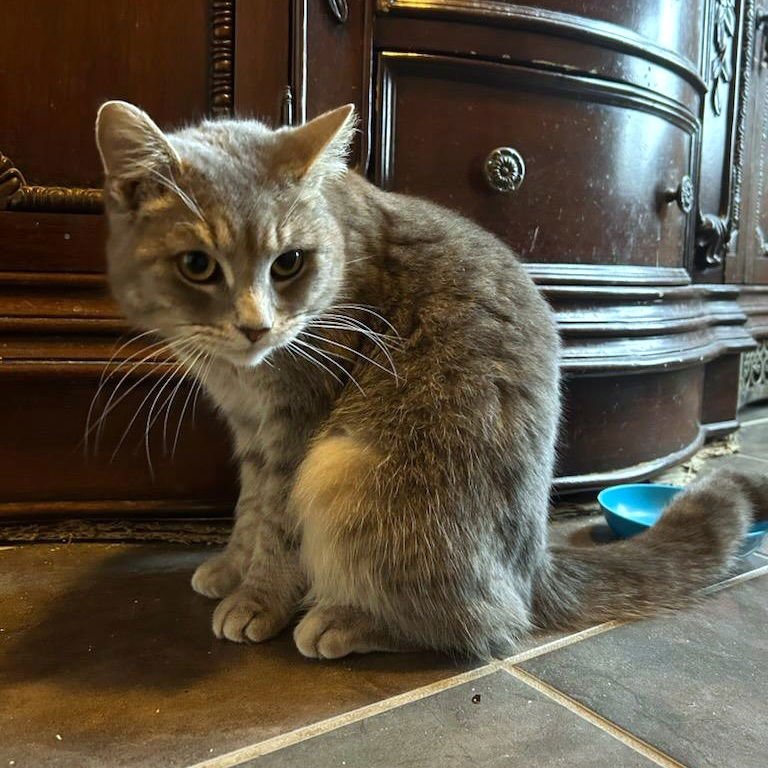 FISH - Domestic Short Hair available for adoption