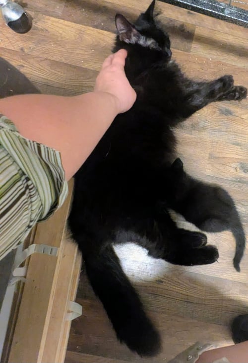 LITTLE LADY - Domestic Medium Hair available for adoption