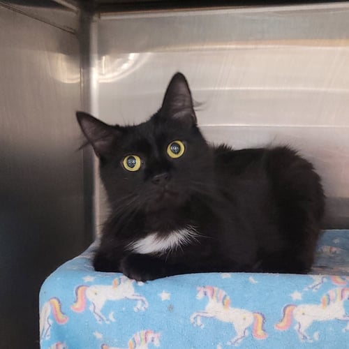 LITTLE LADY - Domestic Medium Hair for adoption in Akron