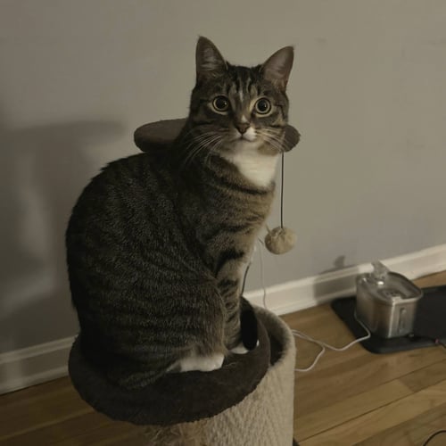 DEGA (FKATIGEY) - Domestic Short Hair available for adoption