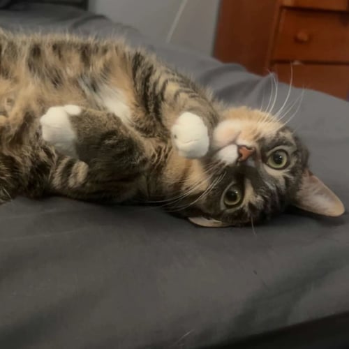 DEGA (FKATIGEY) - Domestic Short Hair for adoption in Akron