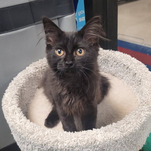 TWILIGHT - Domestic Long Hair for adoption in Akron