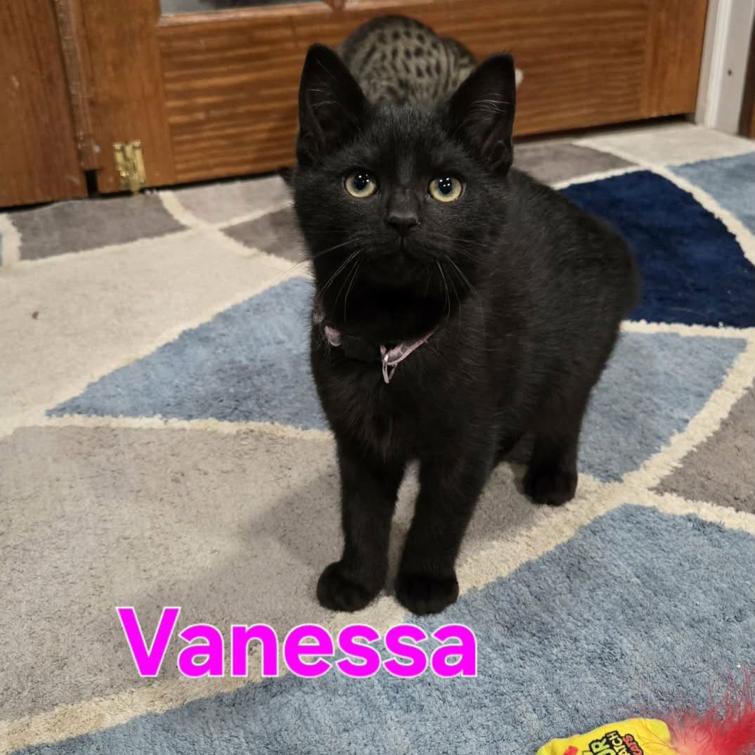 COSBY KITTENS - VANESSA - Domestic Short Hair available for adoption