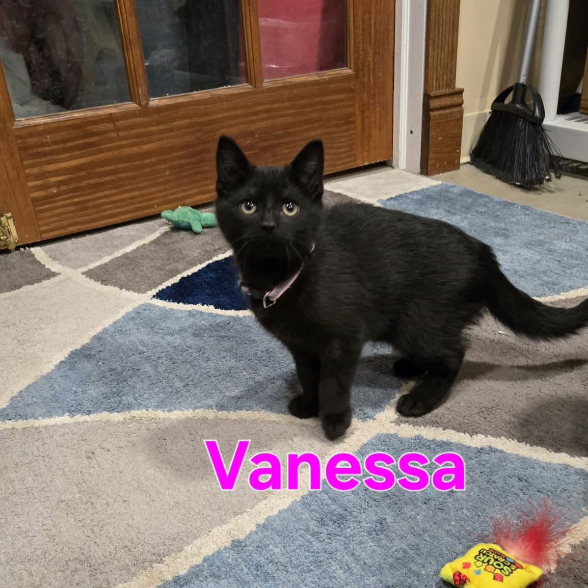COSBY KITTENS - VANESSA - Domestic Short Hair available for adoption