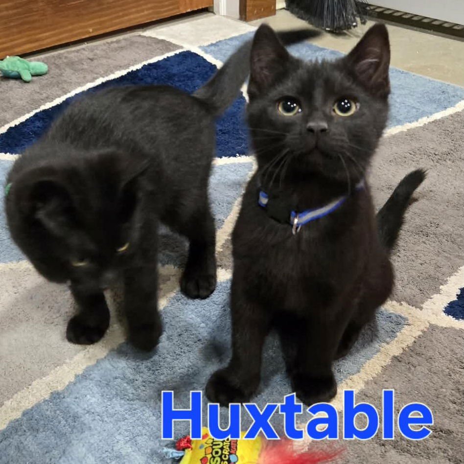 COSBY KITTENS - HUXTABLE - Domestic Short Hair available for adoption