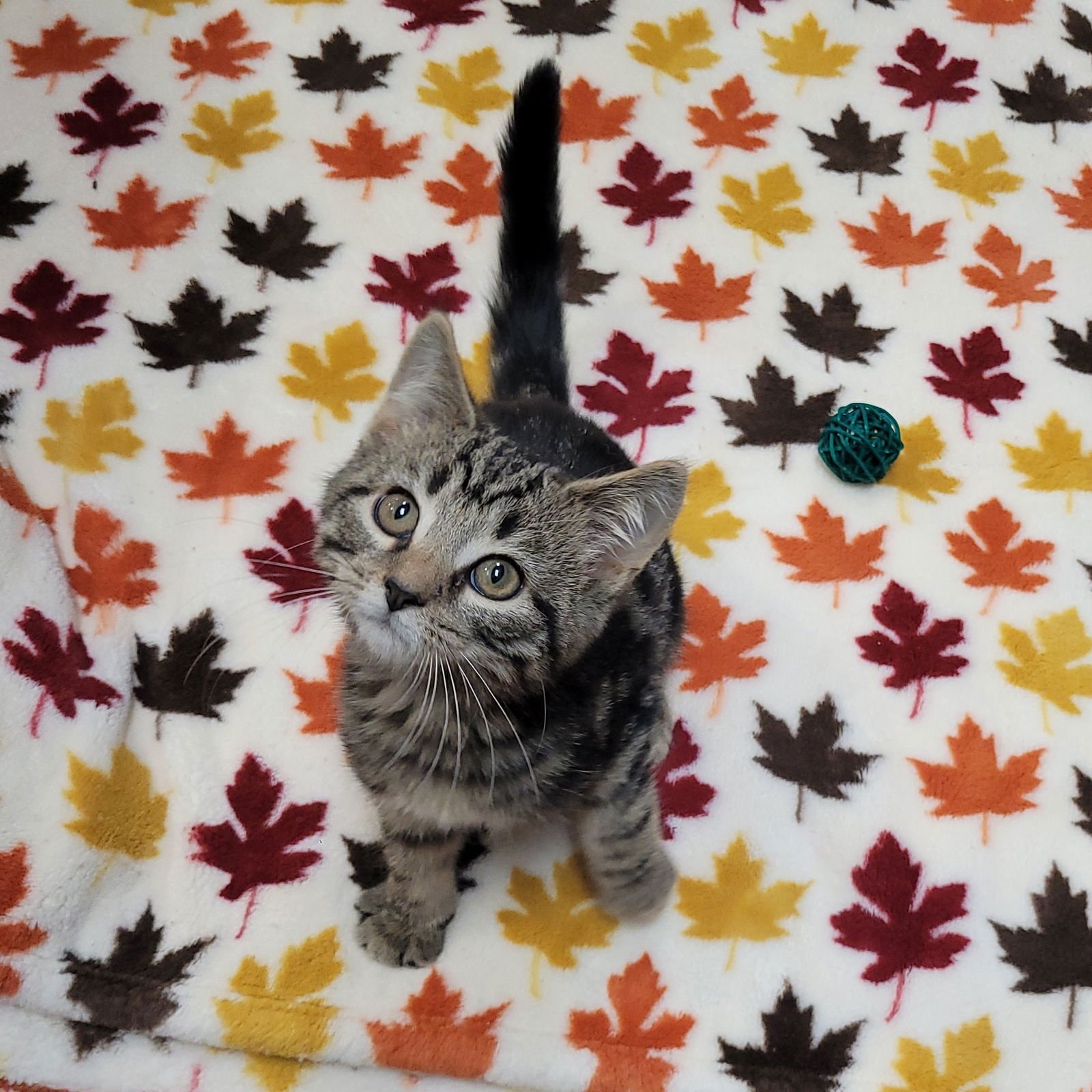 LAVERNE&SHIRLEY LITTER - SQUIGGY - Domestic Short Hair available for adoption