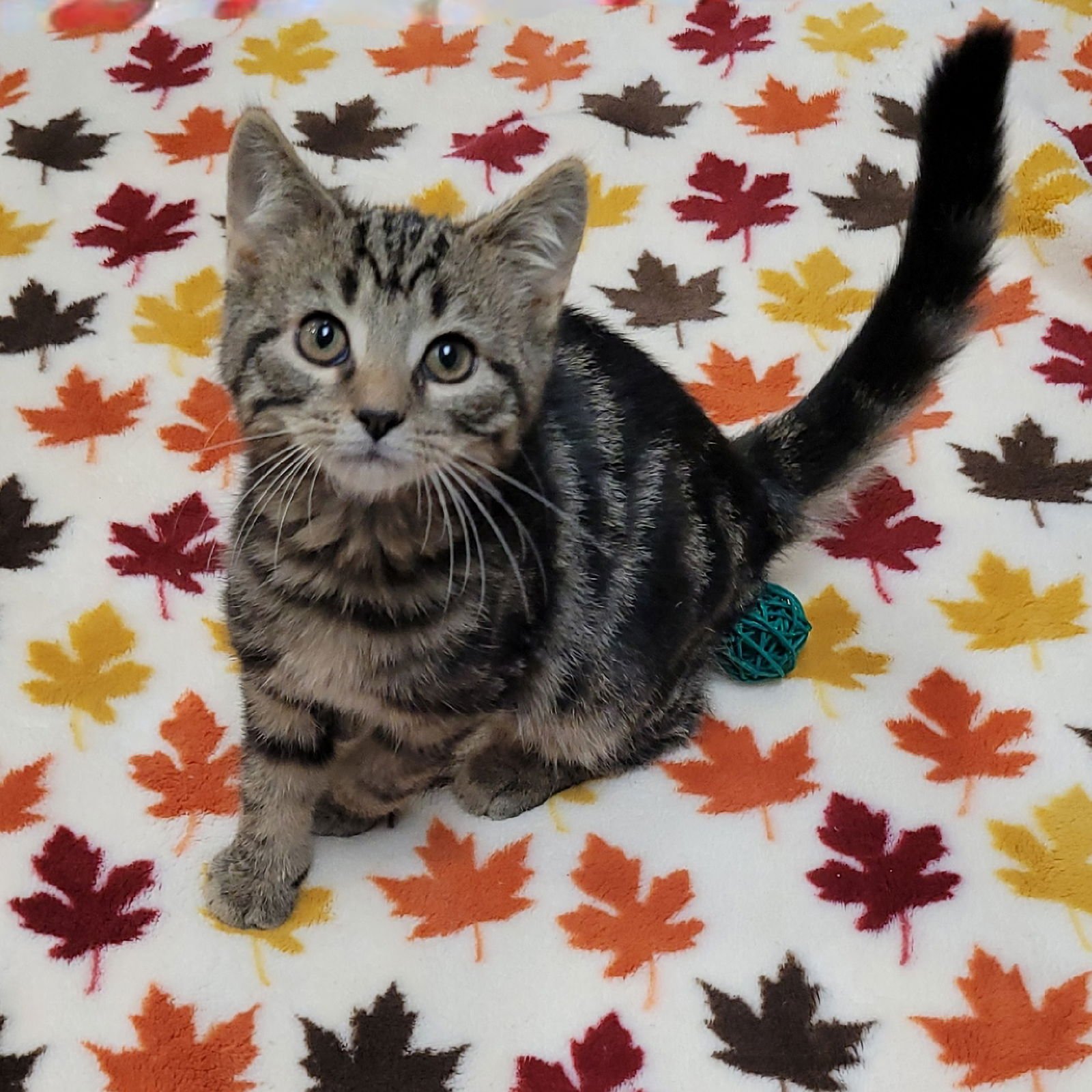 LAVERNE&SHIRLEY LITTER - SQUIGGY - Domestic Short Hair available for adoption