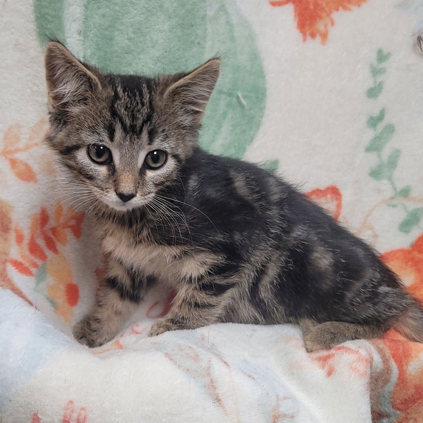 Laverne&Shirley Litter - SQUIGGY - Photo 4