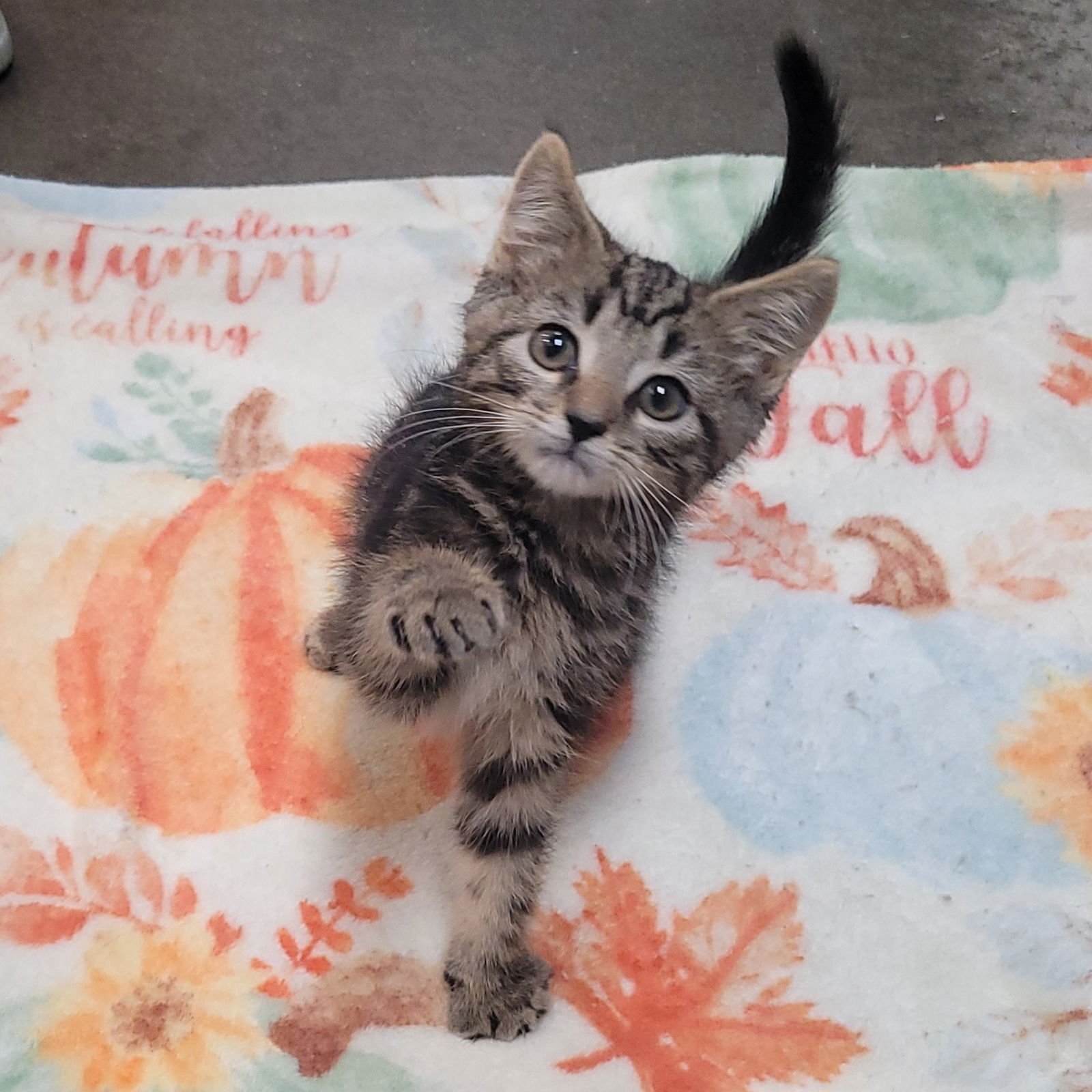 Laverne&Shirley Litter - SQUIGGY - Photo 5