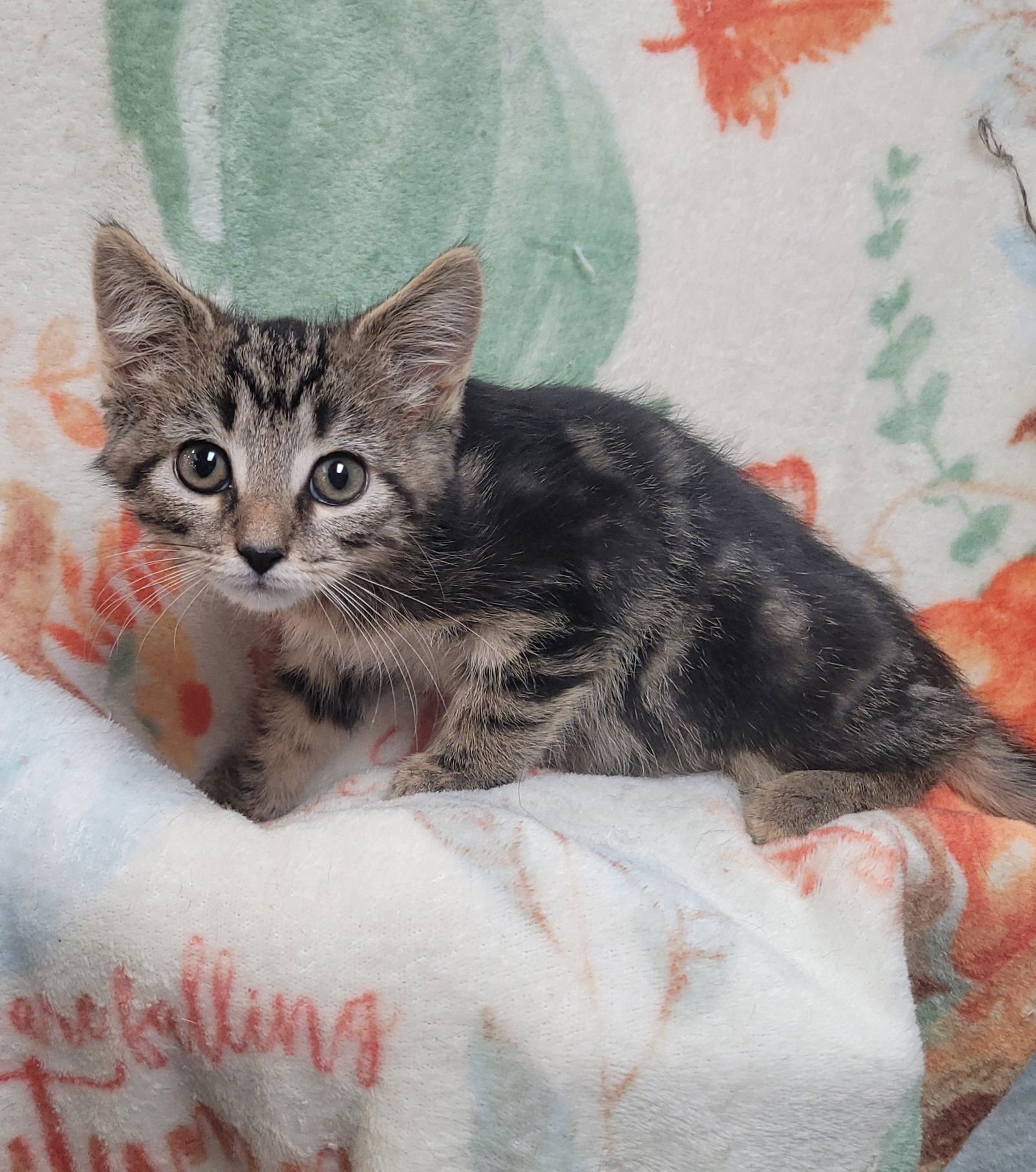 Laverne&Shirley Litter - SQUIGGY - Photo 6