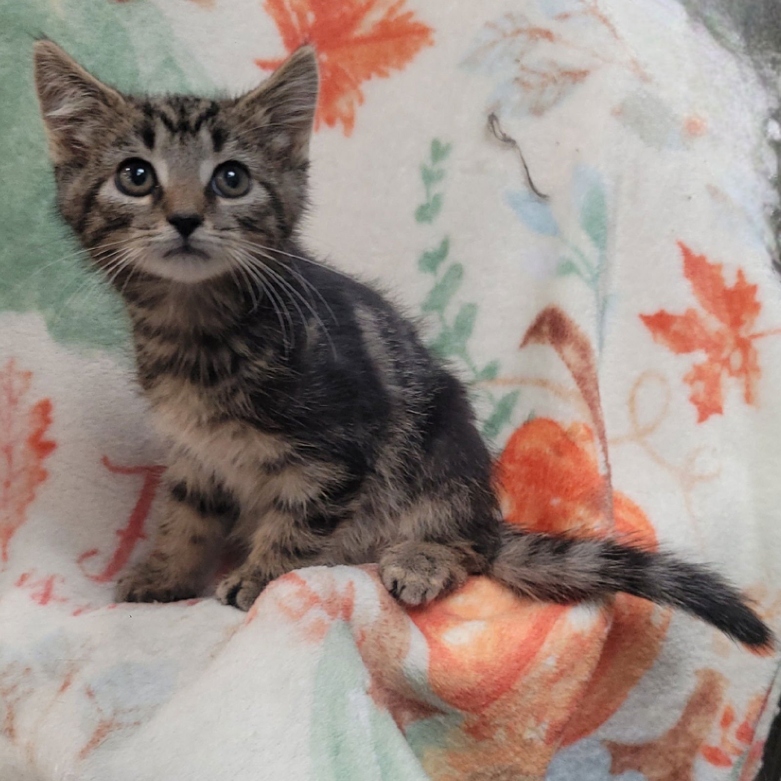 Laverne&Shirley Litter - SQUIGGY - Photo 7