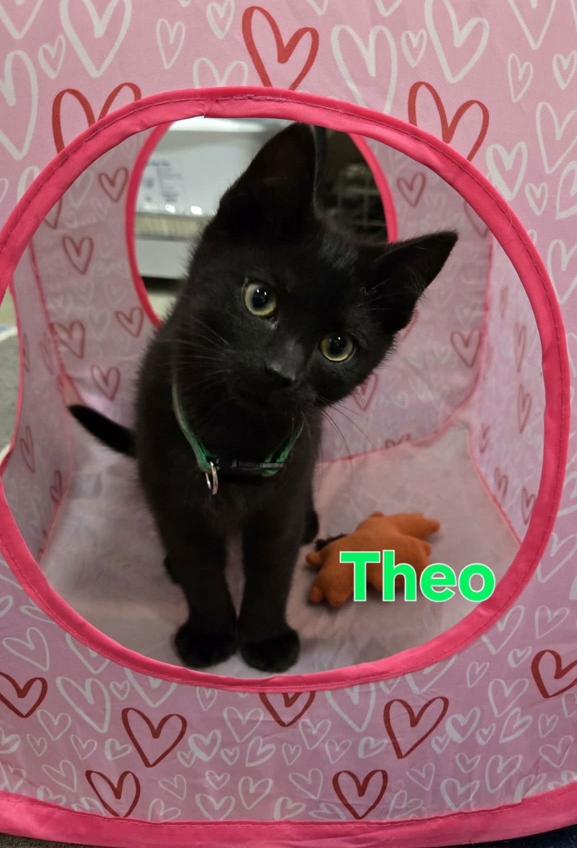 COSBY KITTENS - THEO - Domestic Short Hair available for adoption