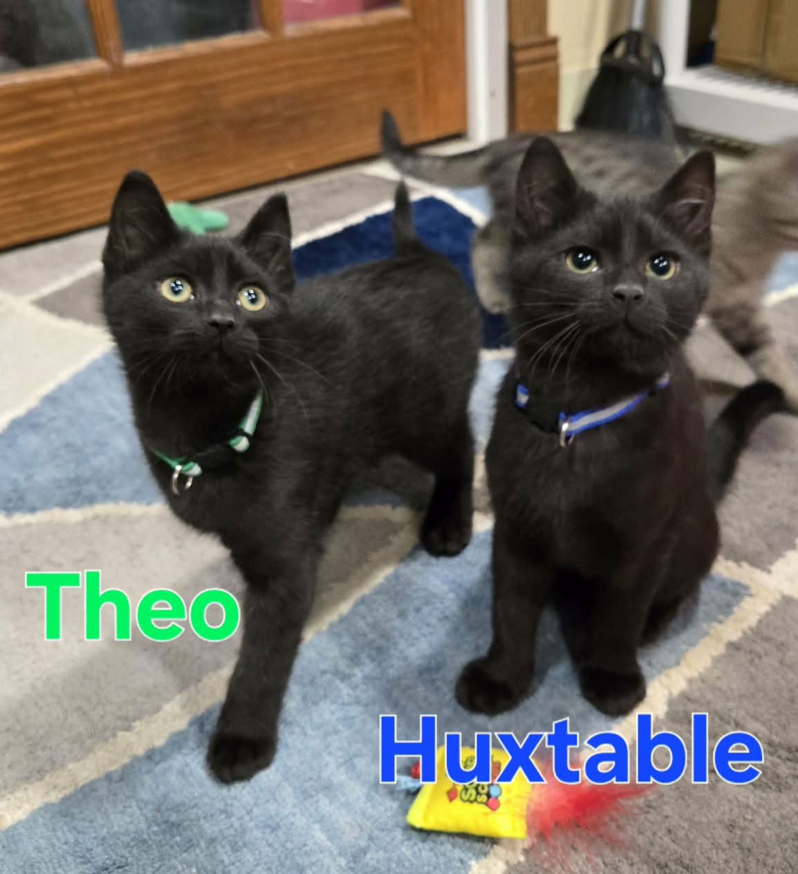 Cosby Kittens - THEO - Photo 3