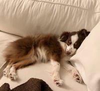 Honey - Photo 3