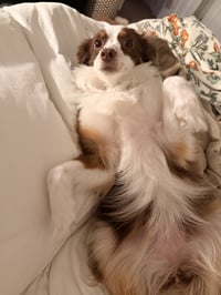Honey - Photo 4