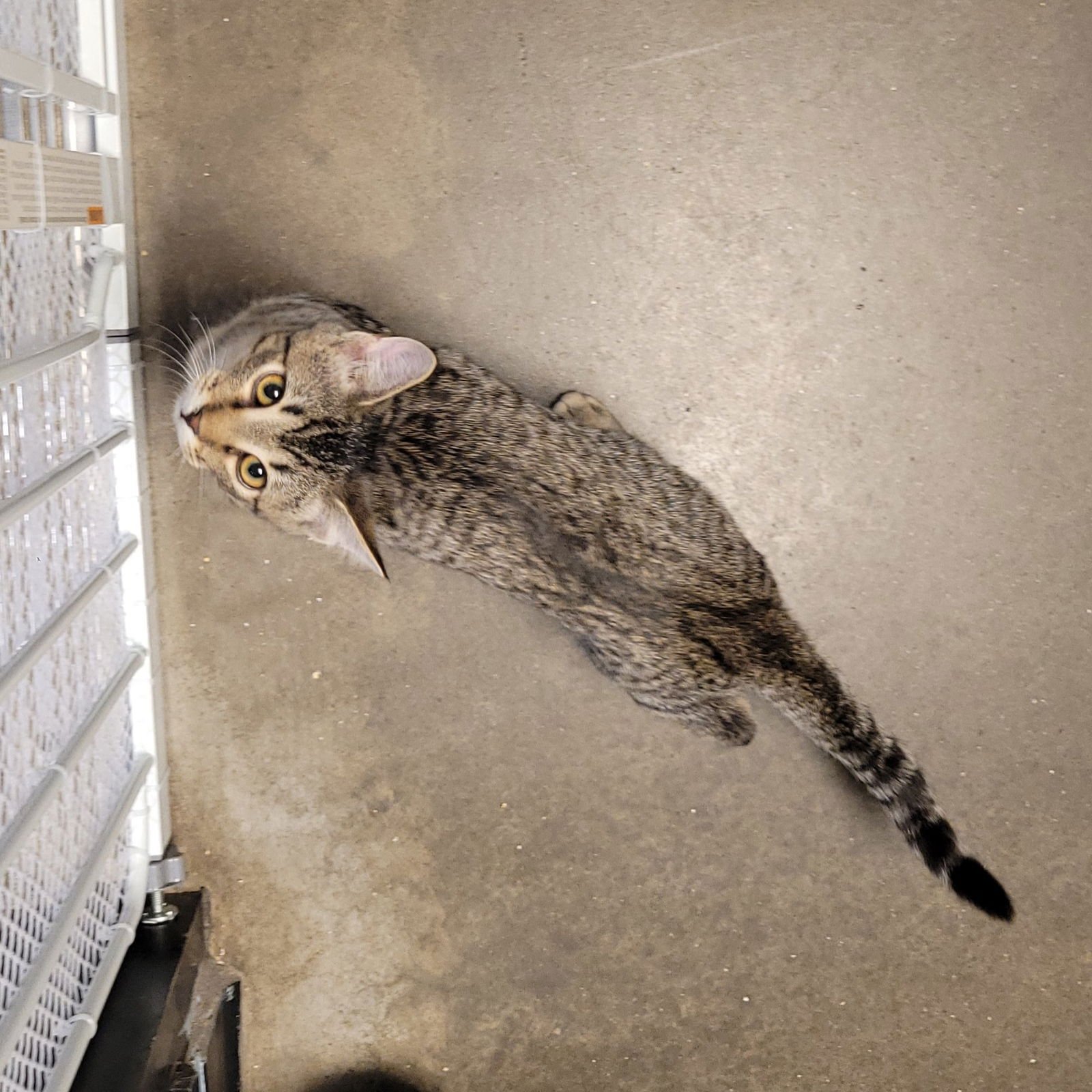 ROUGH RUNNER (HOW TO TRAIN YOUR DRAGON LITTER) - Domestic Short Hair available for adoption