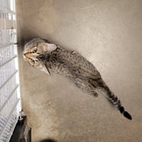 ROUGH RUNNER (How to train your dragon litter) - Photo 2