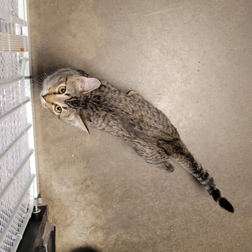 ROUGH RUNNER (HOW TO TRAIN YOUR DRAGON LITTER) - Domestic Short Hair available for adoption