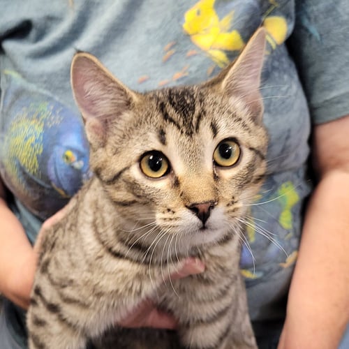ROUGH RUNNER (HOW TO TRAIN YOUR DRAGON LITTER) - Domestic Short Hair for adoption in Akron