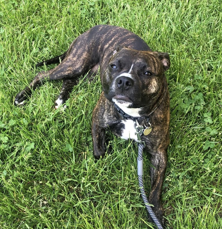 Izzy - Courtesy Post Image