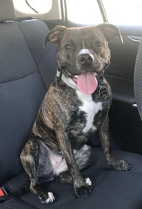 Izzy - Courtesy Post - Photo 2