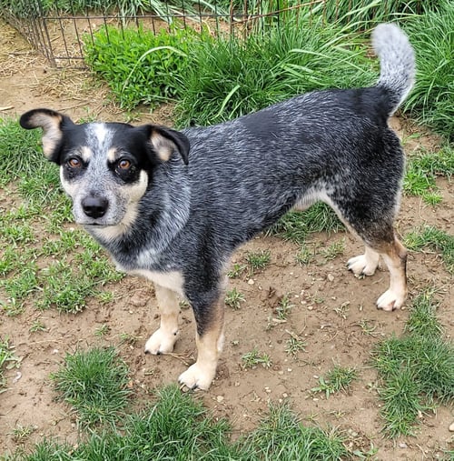 JOCKY - Hound / Australian Cattle Dog/Blue Heeler available for adoption