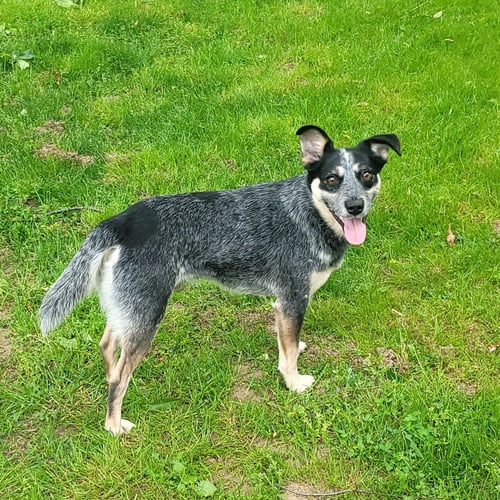 JOCKY - Hound / Australian Cattle Dog/Blue Heeler for adoption in Akron