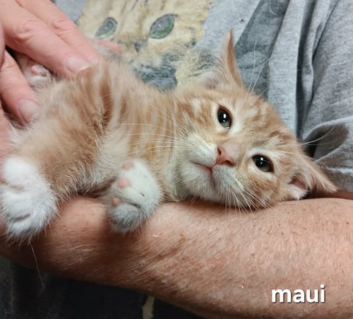 MAUI - Domestic Short Hair available for adoption