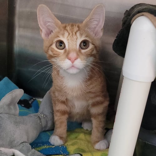 MAUI - Domestic Short Hair for adoption in Akron