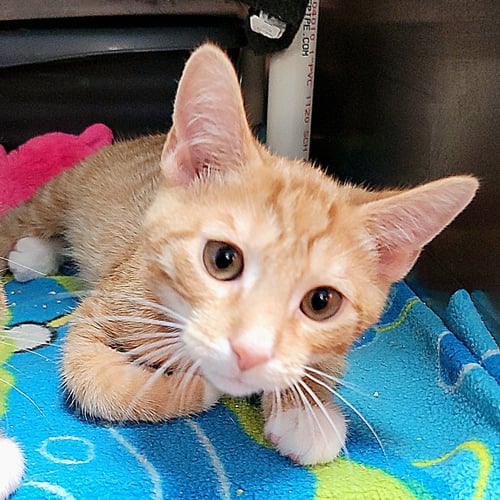 MAUI - Domestic Short Hair available for adoption