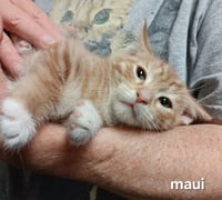 Maui - Photo 4