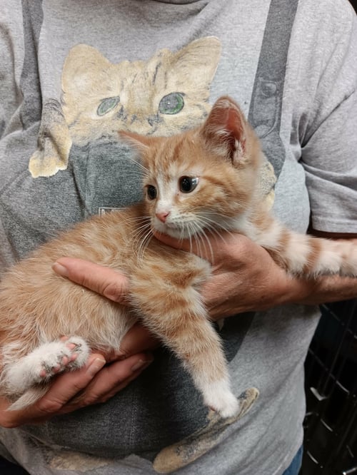 CARIBBEAN - Domestic Short Hair available for adoption