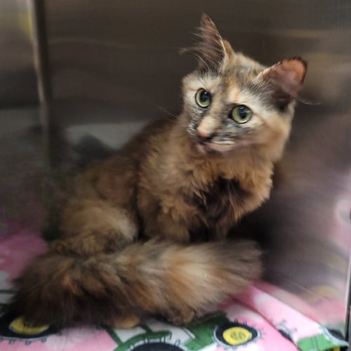 PASTEL - Domestic Long Hair for adoption in Akron