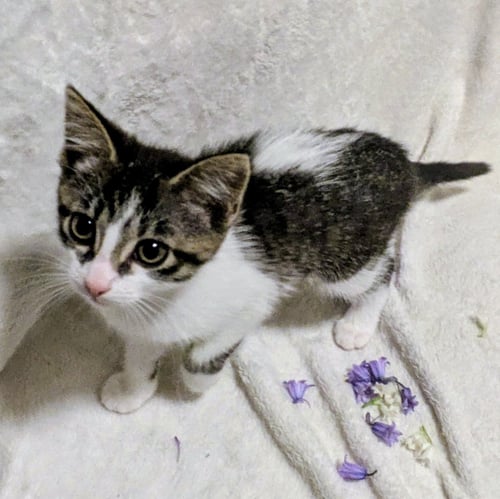 LUCKY - Domestic Short Hair for adoption in Cleveland