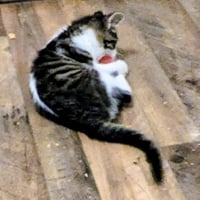Lucky - Photo 2