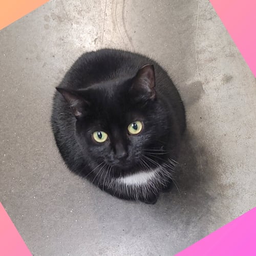 SANTA MARIA AKA SAMMY - Domestic Short Hair for adoption in Akron