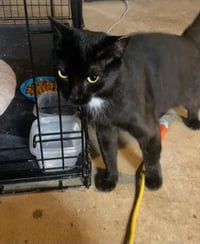 Santa Maria AKA Sammy - Photo 11