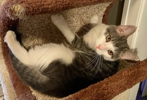 COCKTAIL CREW - MANGO TANGO - Domestic Short Hair for adoption in Akron
