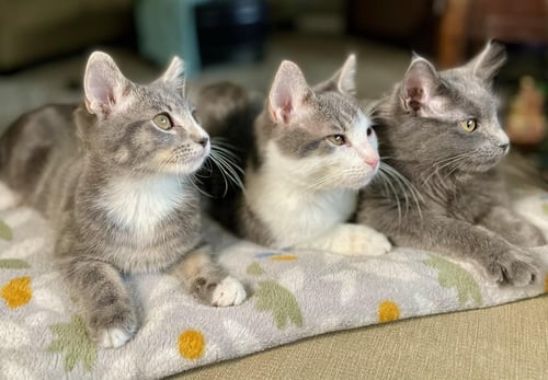 COCKTAIL CREW - MANGO TANGO - Domestic Short Hair available for adoption