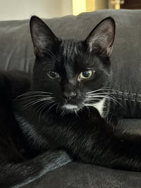 Bo (fka Chin) - Photo 4