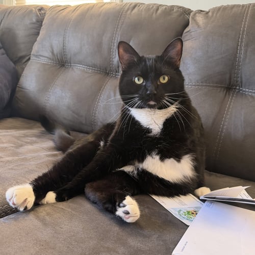 BO (FKA CHIN) - Domestic Short Hair for adoption in Akron