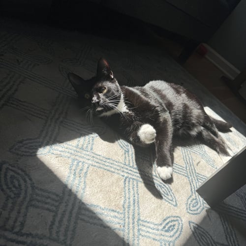BO (FKA CHIN) - Domestic Short Hair available for adoption