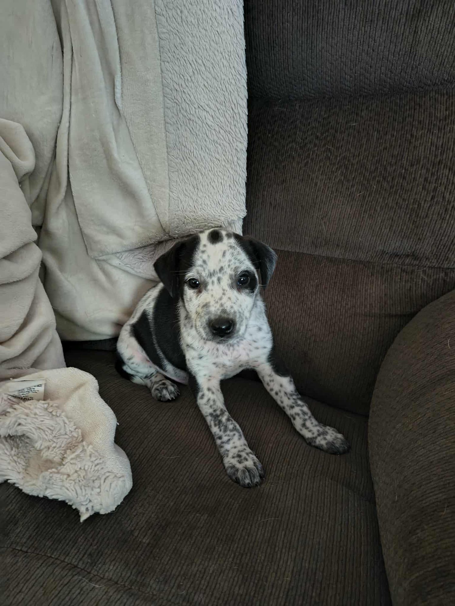 BANDIT - Beagle / Terrier available for adoption