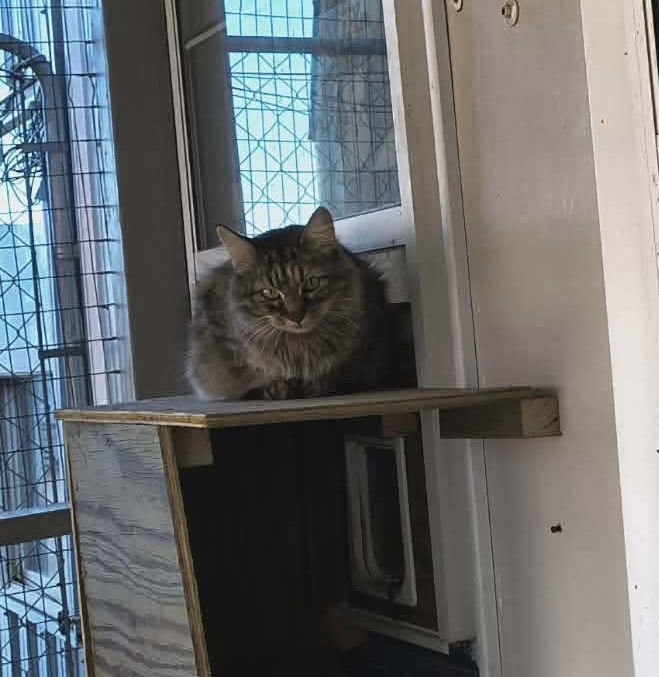 NANI - Domestic Long Hair available for adoption