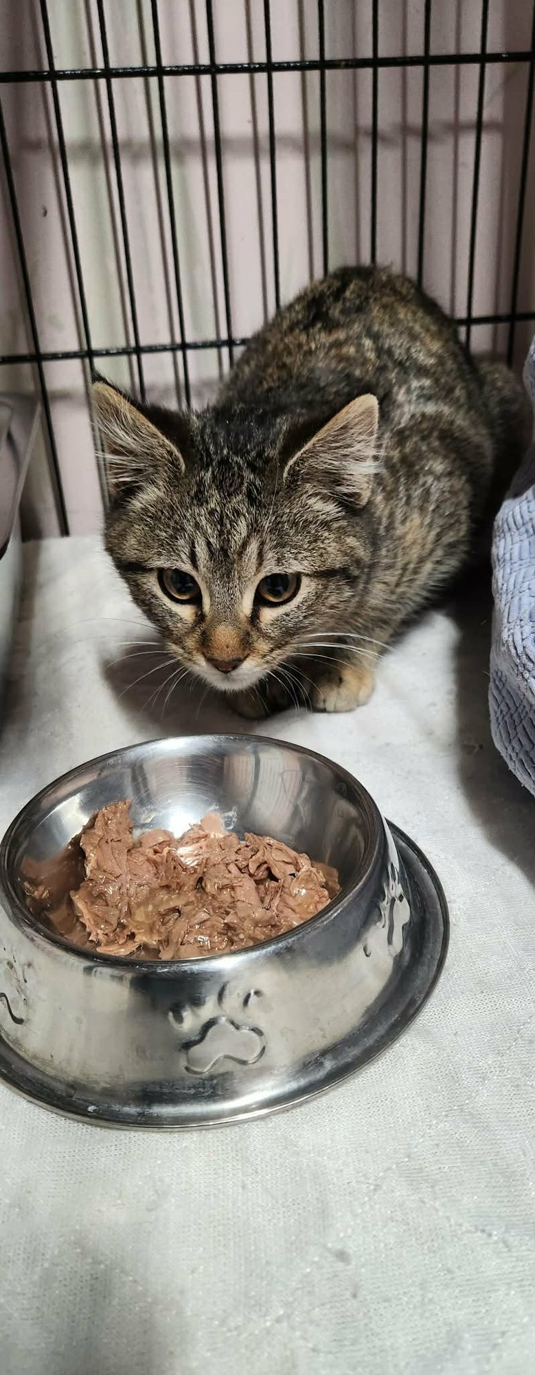 MERTLE - Tabby available for adoption